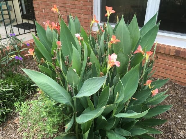 a canna lily plant