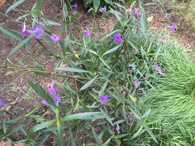 flowers and shrubbery in a garden